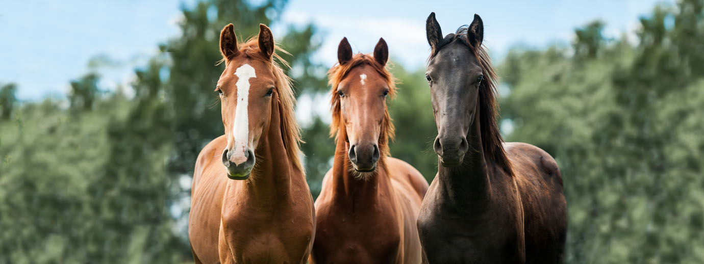 Três cavalos