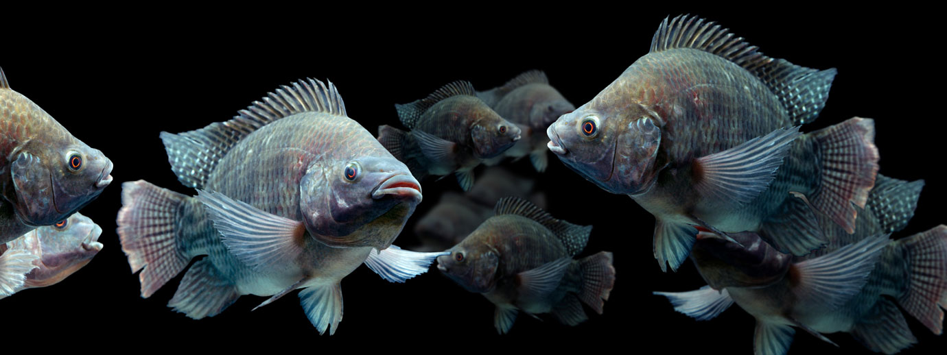 Peixes — ração para piscicultura