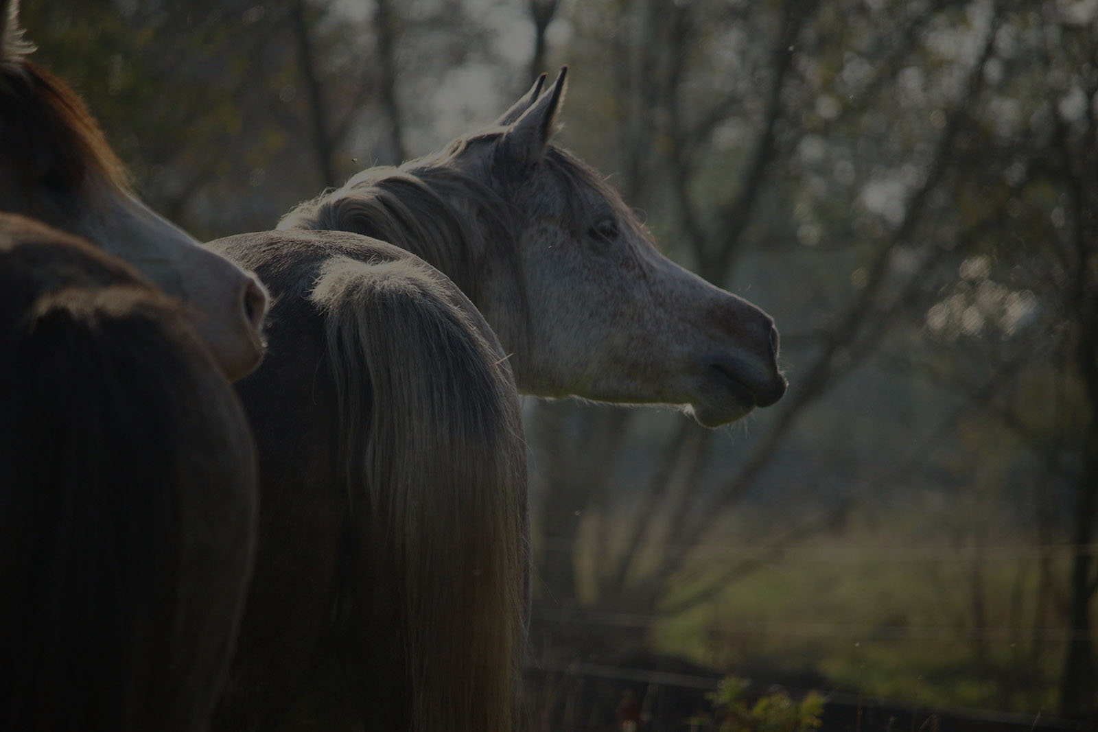 Cavalos atletas em ambiente natural