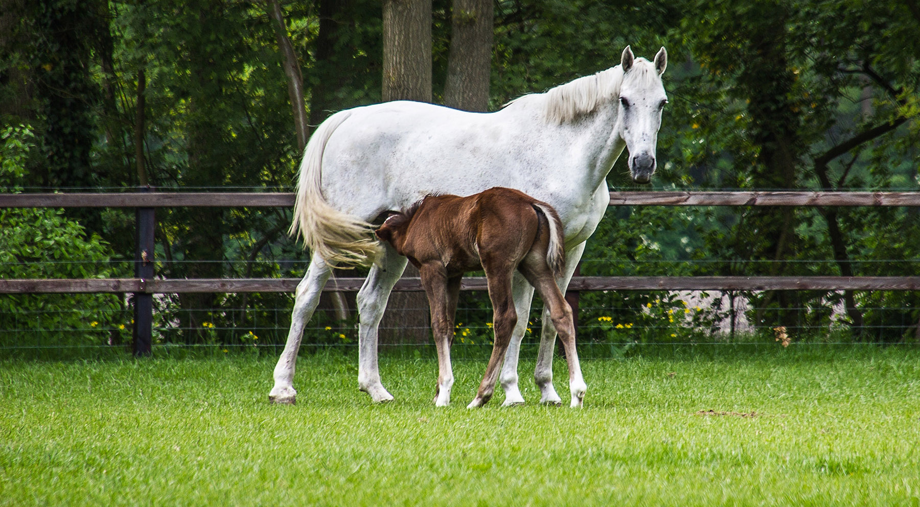 Empresa — Valor Animal