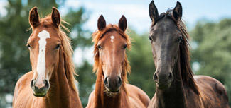 Cavalos